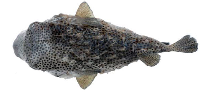 Chilomycterus reticulatus_08.jpg
